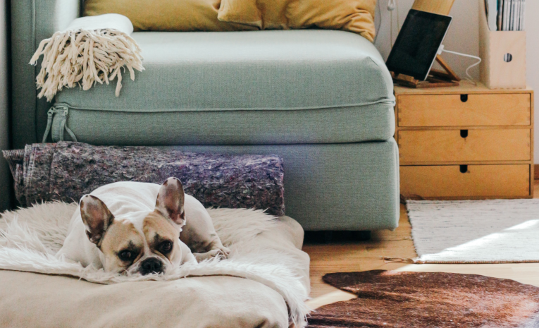 If you have a dog as a pet, it will need to be walked by someone else for the first few weeks after surgery. His playfulness and one twitch of the leash can seriously jeopardize your recovery.