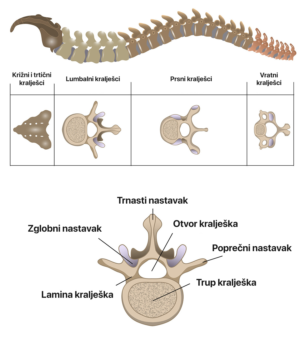 Anatomija kralježnice i kralješka